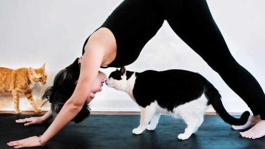 Cat Pose Yoga